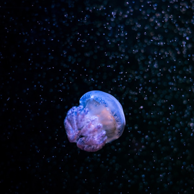 Medusas del primer, medusa en acuario con la luz de neón.