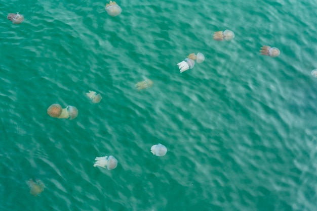 Medusas que nadan en el mar