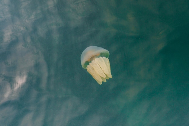 Medusas que nadan en el mar