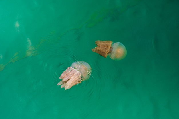 Medusas que nadan en el mar