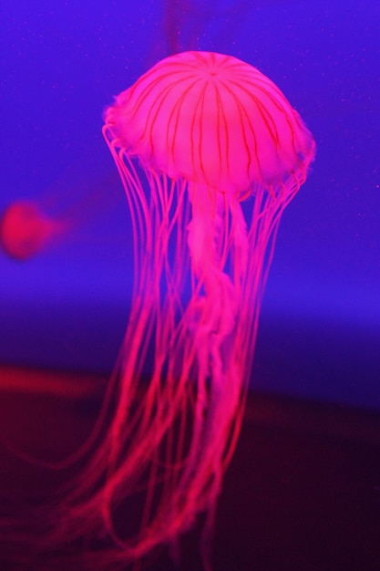 Medusas rosadas en agua th