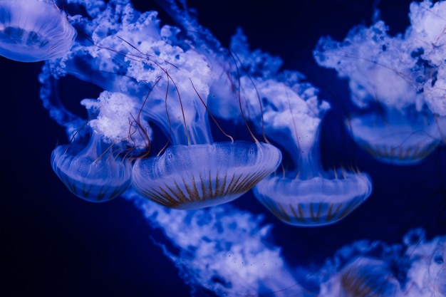 Medusas sobre un fondo azul del acuario de Praga.