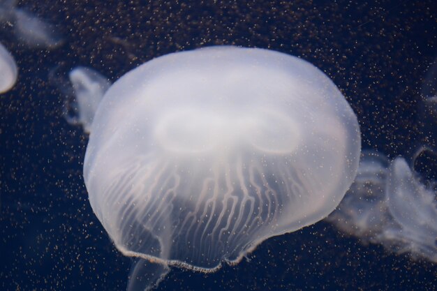 Foto medusas venenosas nadando en el mar