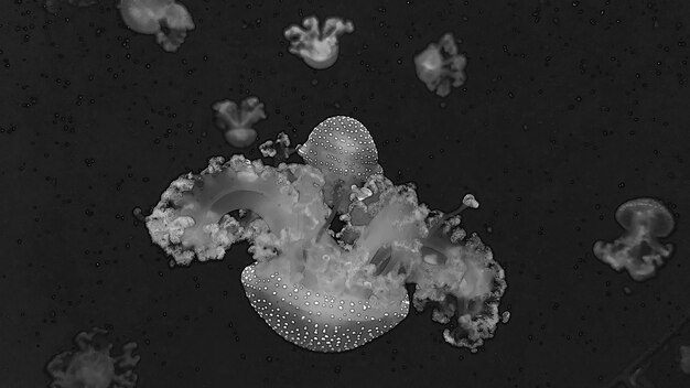 Medusas de vista cercana fondo vida marina