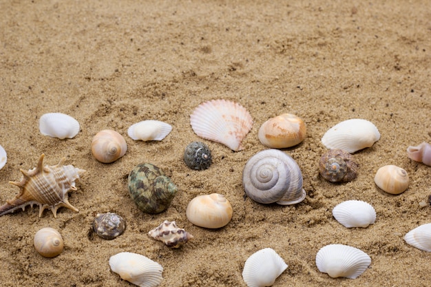 Meer schält Ansammlung auf einem Sandhintergrund