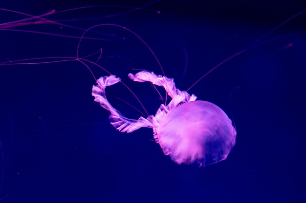 Meer- und Meeresquallen schwimmen im Wasser Nahaufnahme Beleuchtung und Biolumineszenz in verschiedenen Farben im Dunkeln Exotische und seltene Quallen im Aquarium