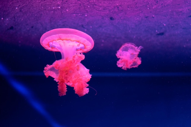 Meer- und Meeresquallen schwimmen im Wasser Nahaufnahme Beleuchtung und Biolumineszenz in verschiedenen Farben im Dunkeln Exotische und seltene Quallen im Aquarium