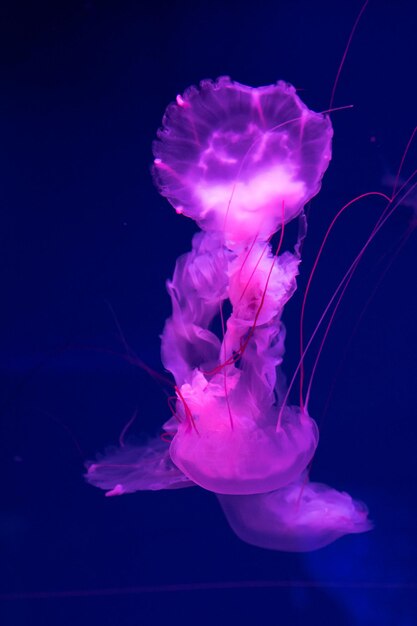 Meer- und Meeresquallen schwimmen im Wasser Nahaufnahme Beleuchtung und Biolumineszenz in verschiedenen Farben im Dunkeln Exotische und seltene Quallen im Aquarium