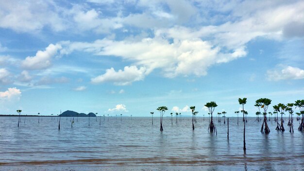 Meerblick und Mangroven auf Koh Pangan. Thailand