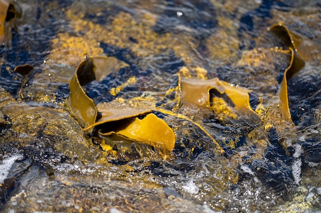 Meeresalgen und Bullkelp, die auf Felsen im Ozean in Australien wachsen, Wellen, die Seesalgen über Felsen bewegen und mit der Gezeiten in Japan fließen, Meeresalgefarm