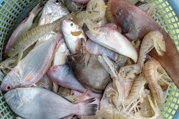 Meeresfrische Garnelen und Fisch auf dem Straßenmarkt in Thailand Meeresfrüchte-Konzept