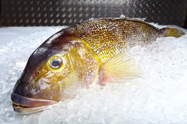 Meeresfrüchte Hummer Garnelen Fisch Tintenfisch Fischhändler