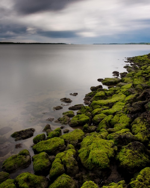 Foto meeresgräser am limfjorden