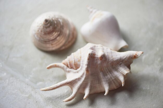 Meereskollektion auf grauem Marmorhintergrund Muscheln in hellen Farben