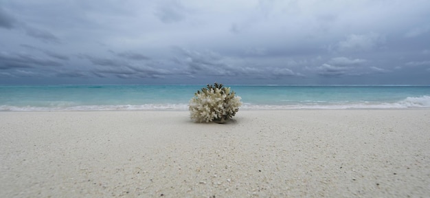 Meereskoralle auf weißem Sand am Meer