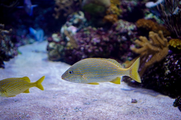 Meereslebewesen, bunte Seefische, die in klarem Wasser mit Koralle oder Wasserpflanze schwimmen