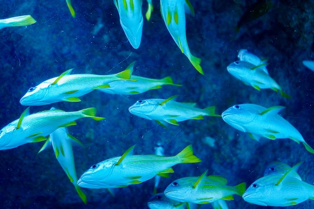 Meereslebewesen, Nahaufnahmeschuss auf eine Gruppe von Seefischen im Klarwassertank