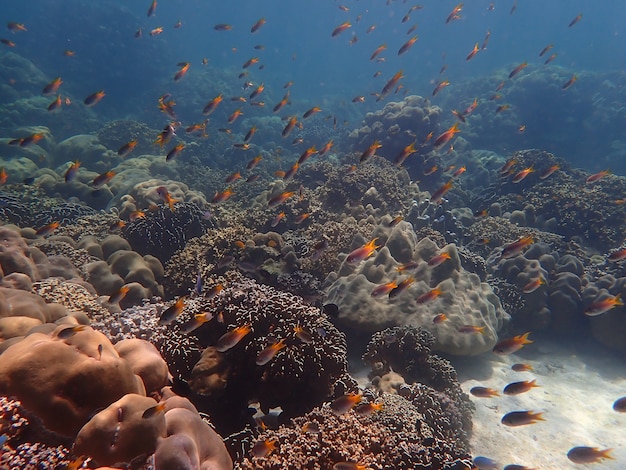 Foto meereslebewesen unter meerwasser