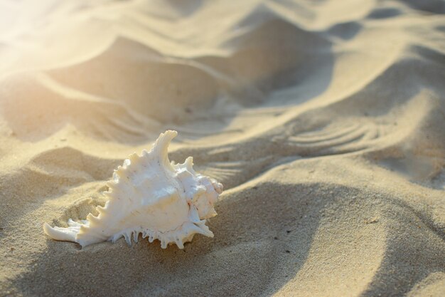 Meeresmuschel auf dem Sand