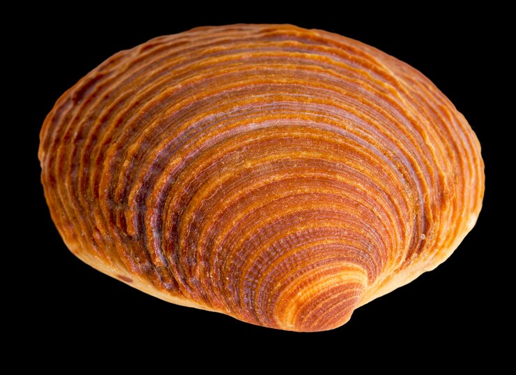 Foto meeresmuschelmakro
