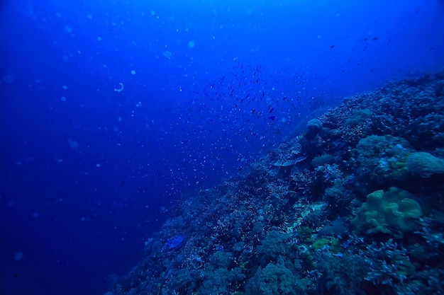 Meeresökosystem Unterwasseransicht / blauer Ozean wilde Natur im Meer, abstrakter Hintergrund