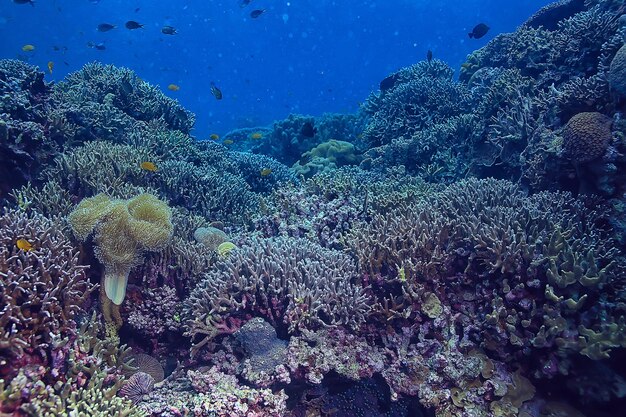 Meeresökosystem Unterwasseransicht / blauer Ozean wilde Natur im Meer, abstrakter Hintergrund