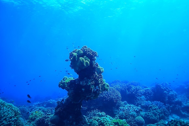 Meeresökosystem Unterwasseransicht / blauer Ozean wilde Natur im Meer, abstrakter Hintergrund