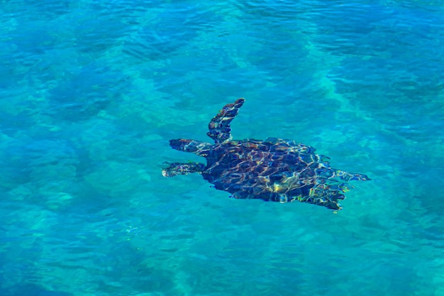 Meeresschildkröte, die in einem Wasser schwimmt. Ansicht von oben