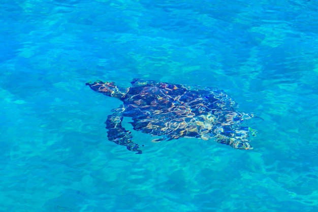 Meeresschildkröte, die in einem Wasser schwimmt. Ansicht von oben