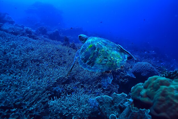 Meeresschildkröte unter Wasser / exotische Natur Meerestier Unterwasserschildkröte