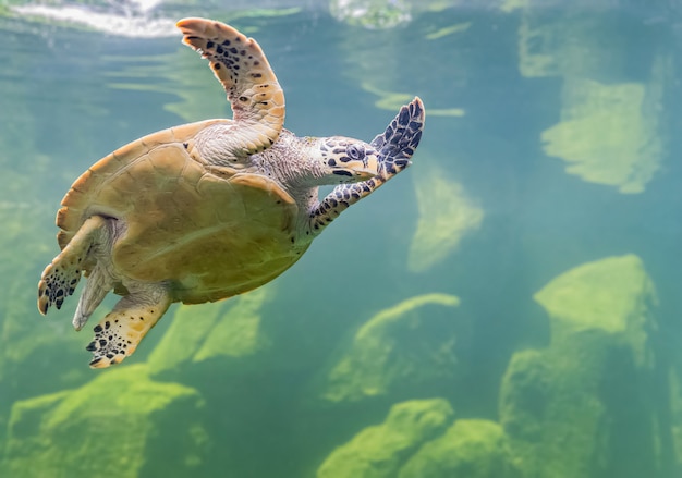 Meeresschildkröten in einem Aquarium schwimmen