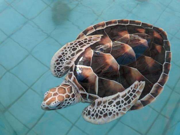 Meeresschildkröten schwimmen in einem Naturschutzteich