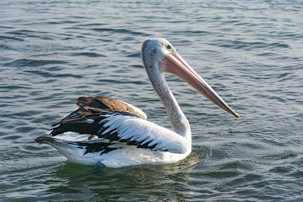 Meeresvogel