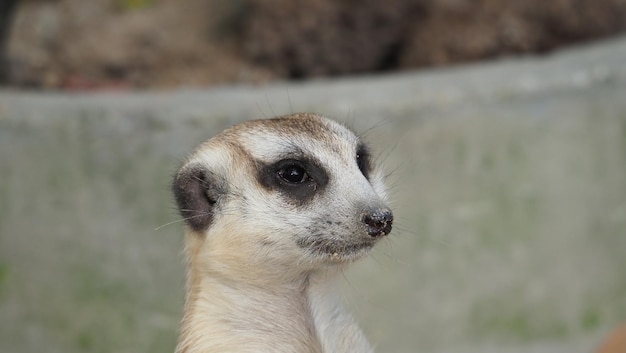 Meerkat à procura de algo predadores selvagens Suricata suricatta em ambiente natural