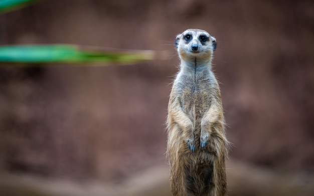 Meerkat Animais selvagens