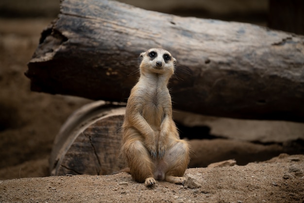 Meerkat bonito (Suricata do Suricata)