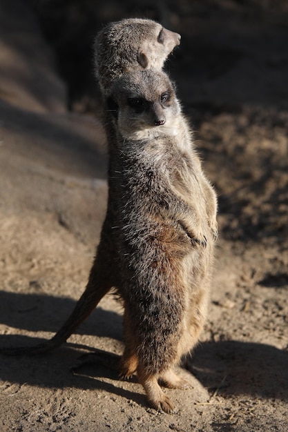 Foto meerkat en el campo