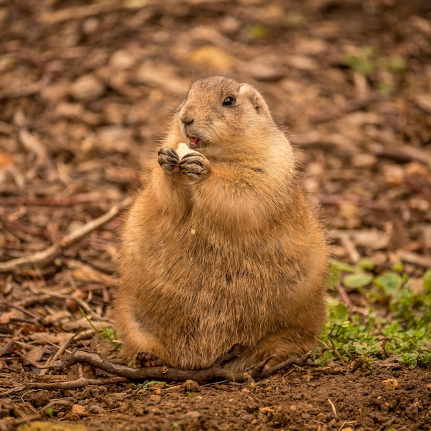 Meerkat en el campo