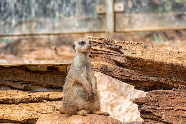 Meerkat se para como una columna y mira cuidadosamente