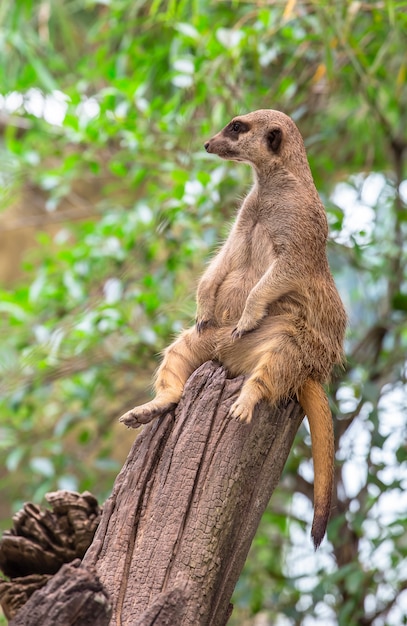 Meerkat de cauda delgado na árvore