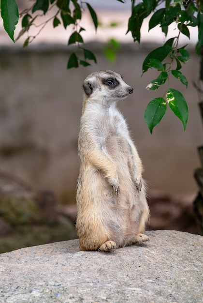 Meerkat de cauda delgado olhando