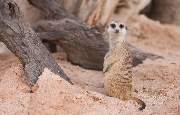 Meerkat em pé e olhando ao redor.