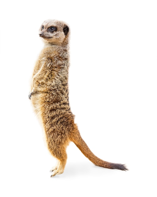 Meerkat em pé perfil isolado