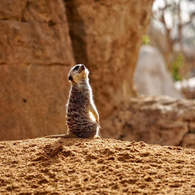 Foto meerkat em rocha