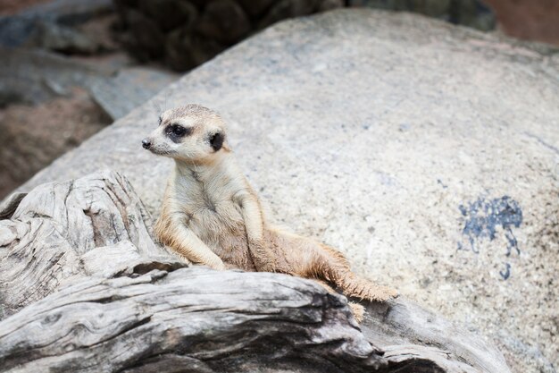 Meerkat encontrado em Khao Kheow Open Zoo, Tailândia