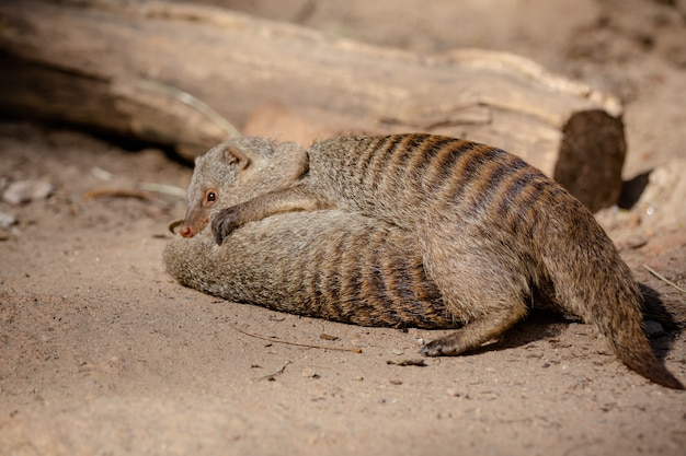 Meerkat es una especie de mamífero de la familia Herpestidae