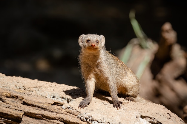 Meerkat es una especie de mamífero de la familia Herpestidae