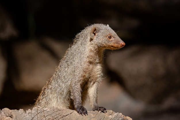 Meerkat es una especie de mamífero de la familia Herpestidae