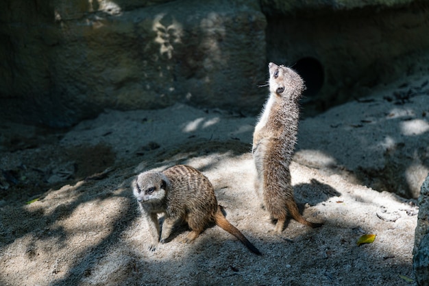 Meerkat está de pé. é um animal cético. isso deve ser observado.