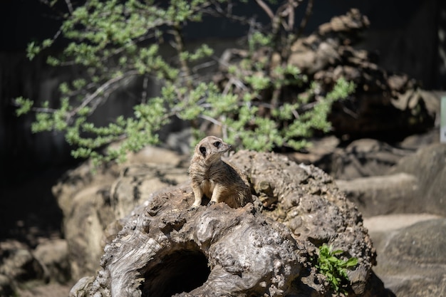 meerkat fofinho sentado em guarda